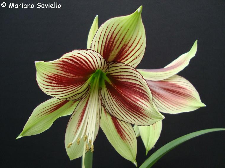 Hippeastrum papilio (c) 2010 by Mariano Saviello.  Reproduced by permission.